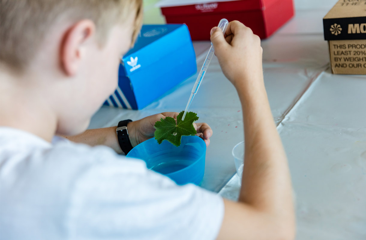 Child Conducting Leaf Experiment with Pipette Child Conducting Leaf Experiment with Pipette