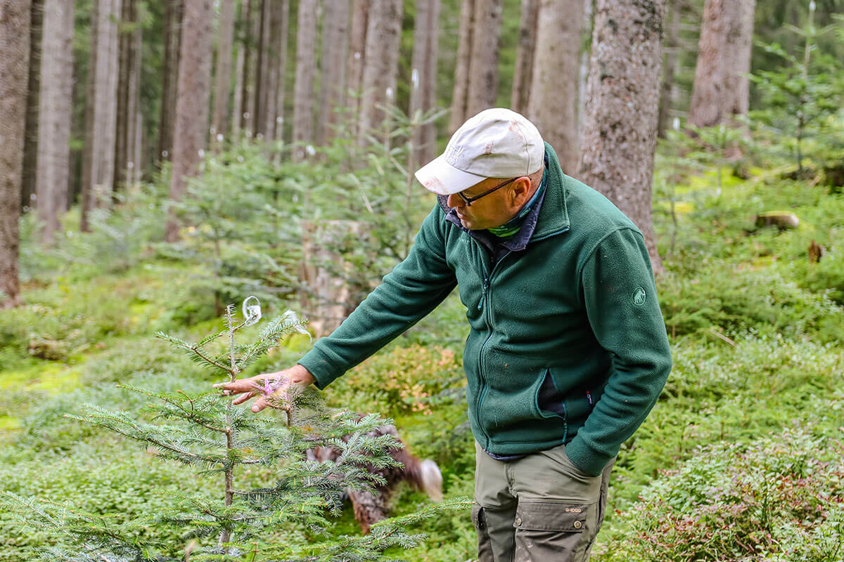 Forest Conservation Expert Examining Young Trees Forest Conservation Expert Examining Young Trees