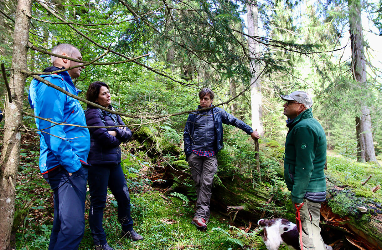 Forest Hiking Group with Dog in Lush Greenery Forest Hiking Group with Dog in Lush Greenery