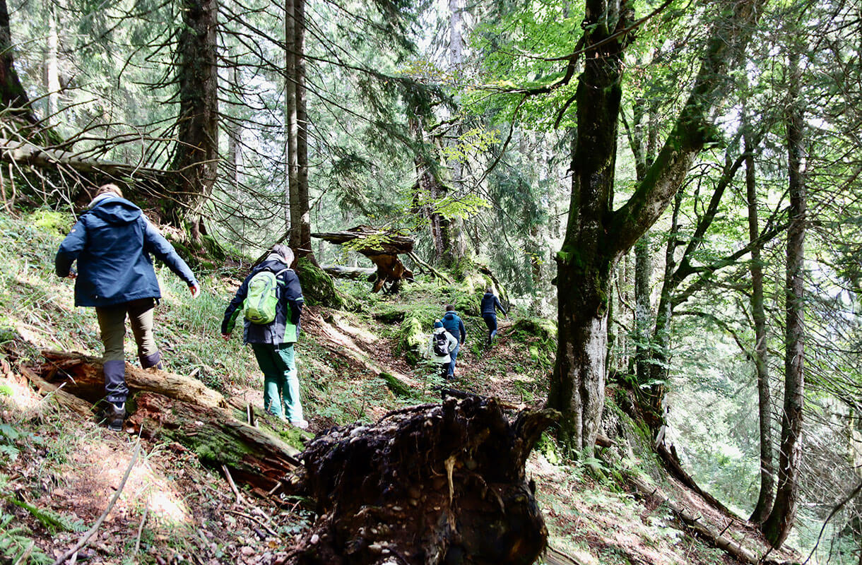 Forest Hiking Adventure in Lush Greenery Forest Hiking Adventure in Lush Greenery
